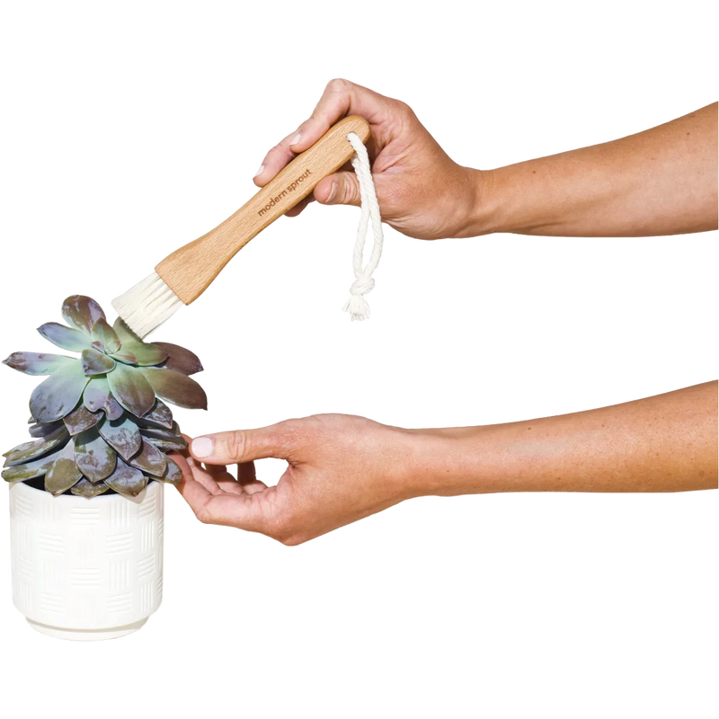 Modern Sprout® Plant Parent Care Kit