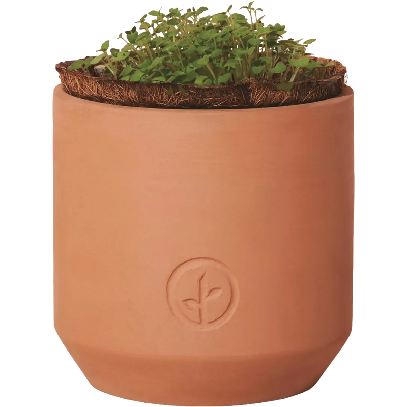 Modern Sprout® Tiny Terracotta Grow Kit Champagne Poppies
