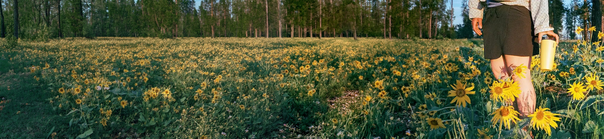 Person walking through a field of yellow flowers with trees in the background