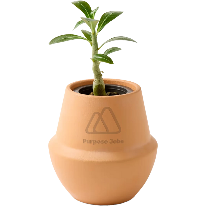 Modern Sprout® Modern Terracotta Grow Kit Bonsai