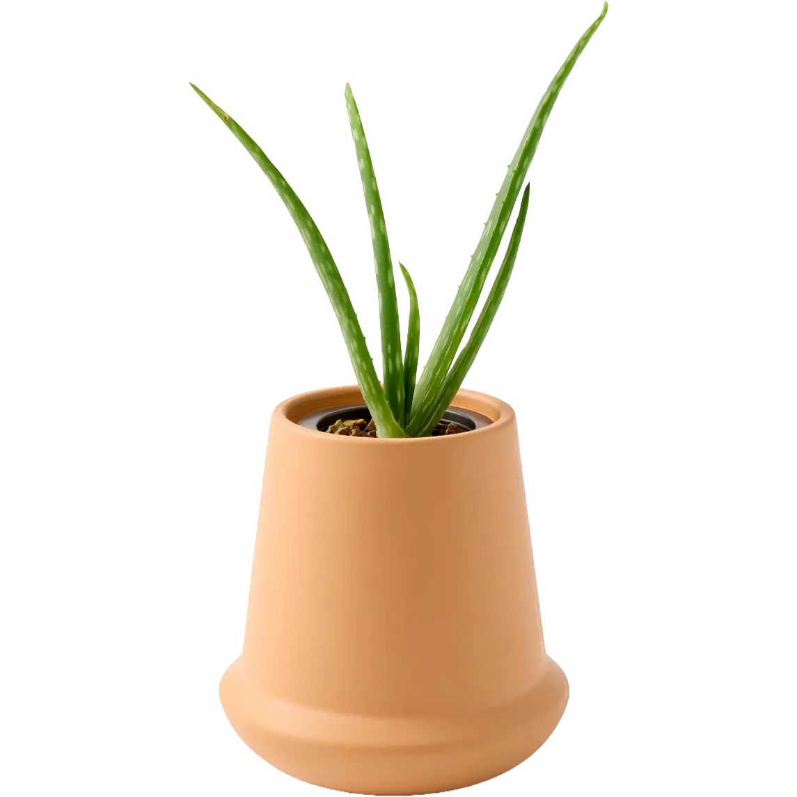 Modern Sprout® Modern Terracotta Grow Kit Aloe