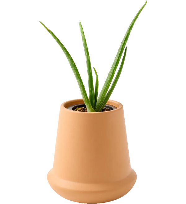 modern-sprout-modern-terracotta-grow-kit-aloe-terracotta_1.webp