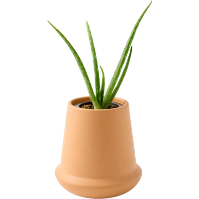 Modern Sprout® Modern Terracotta Grow Kit Aloe