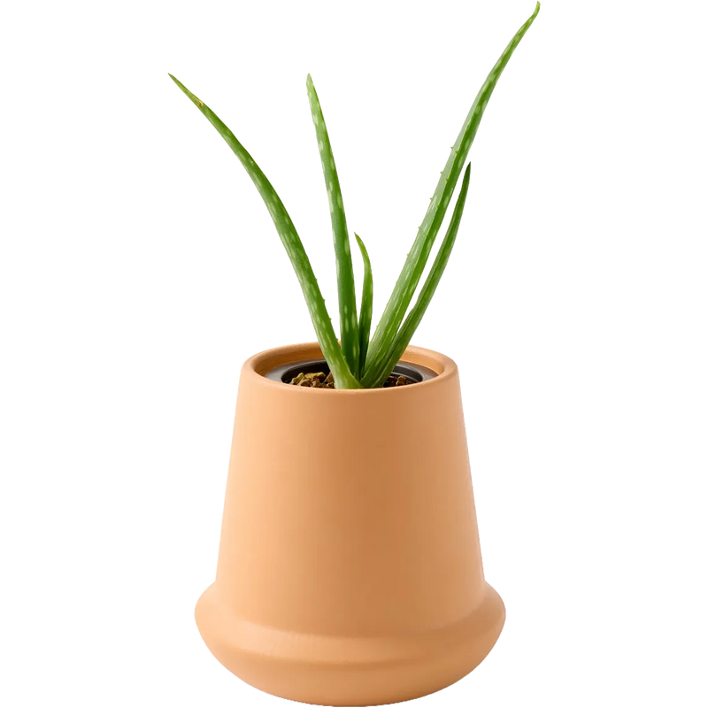 Modern Sprout® Modern Terracotta Grow Kit Aloe