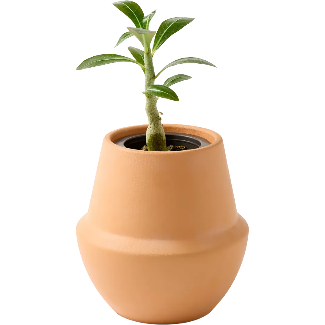 Modern Sprout® Modern Terracotta Grow Kit Bonsai