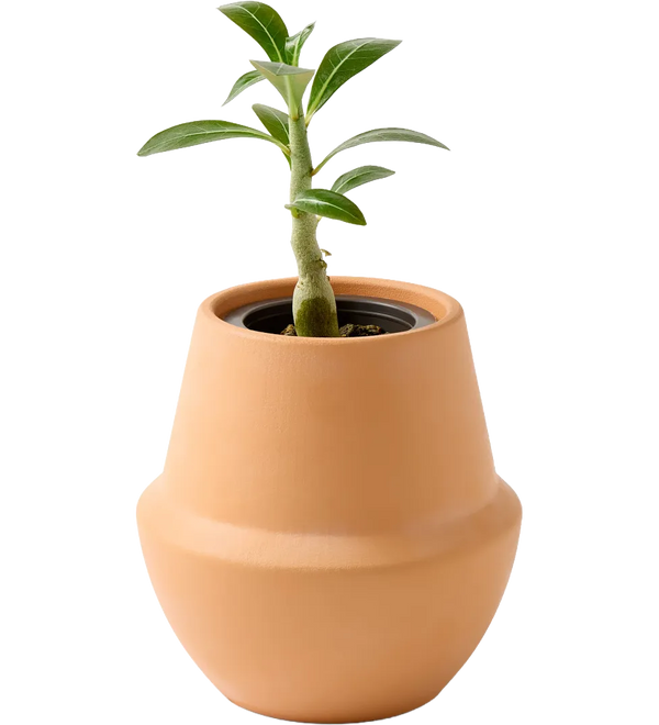modern-sprout-modern-terracotta-grow-kit-bonsai-terracotta_1.webp