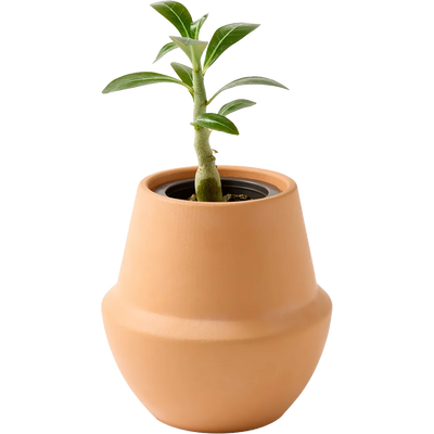 Modern Sprout® Modern Terracotta Grow Kit Bonsai