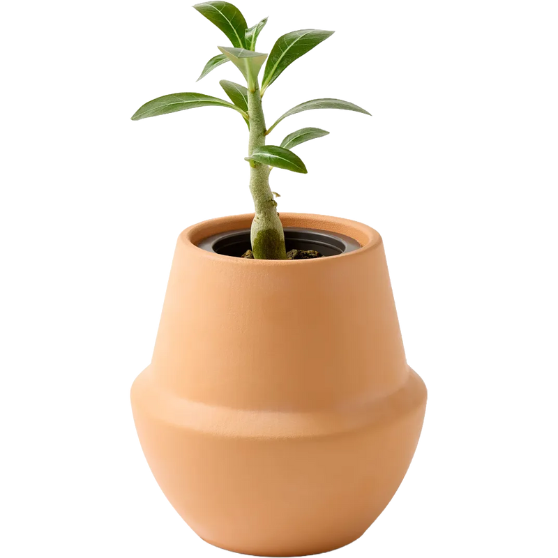 Modern Sprout® Modern Terracotta Grow Kit Bonsai