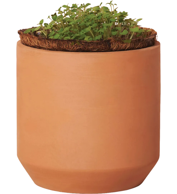 modern-sprout-tiny-terracotta-grow-kit-champagne-poppies-terracotta_3.webp