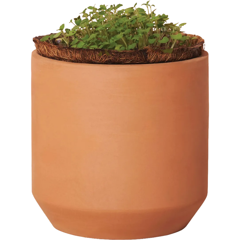 Modern Sprout® Tiny Terracotta Grow Kit Champagne Poppies