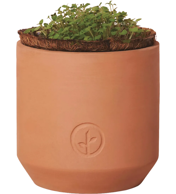 modern-sprout-tiny-terracotta-grow-kit-champagne-poppies-terracotta_4.webp